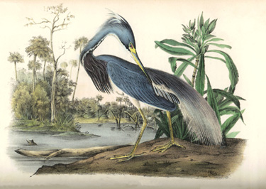 Blue Heron